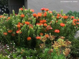 Leucospermum cordifolium x patersonii 'Sunrise' 